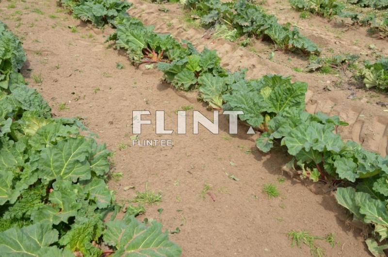 Mechanical weeder ZUZA 3 Mechanical weeder ZUZA 3